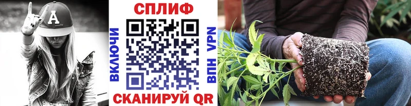Конопля семена  магазин продажи наркотиков  Слободской 